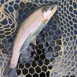 レインボートラウト