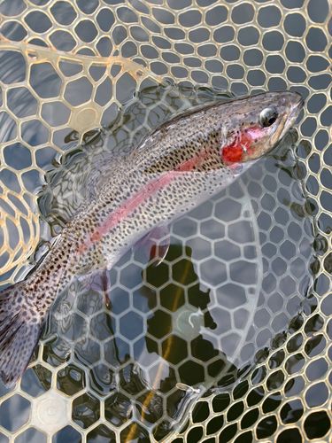 レインボートラウトの釣果