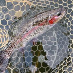 レインボートラウト