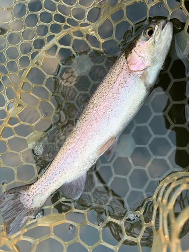 ハミングバード通天湖