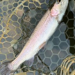 レインボートラウト