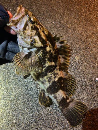 タケノコメバルの釣果