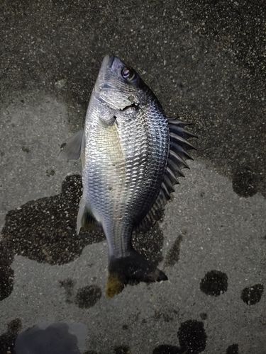 チヌの釣果