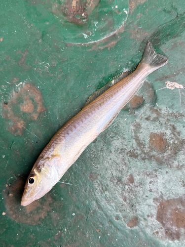 シロギスの釣果