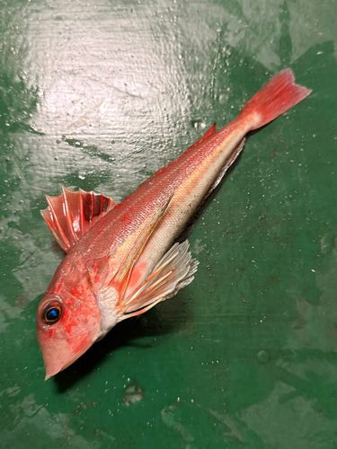 カナガシラの釣果