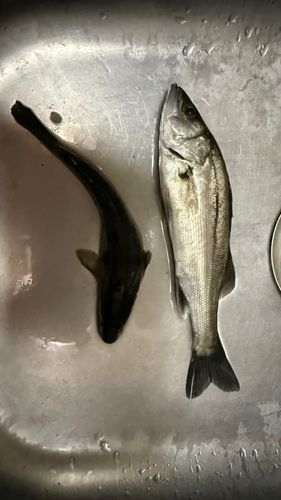 船橋港親水公園