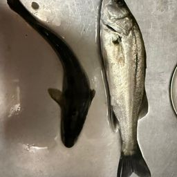 セイゴ（マルスズキ）