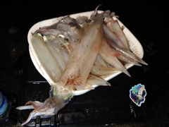 イカの釣果