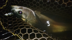 スズキの釣果