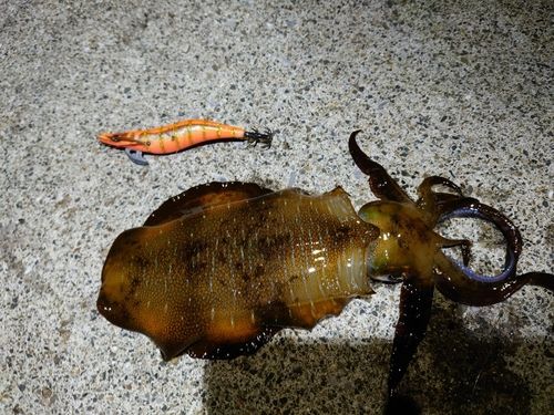 アオリイカの釣果