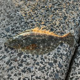 ヒラメ