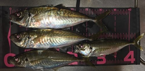 アジの釣果