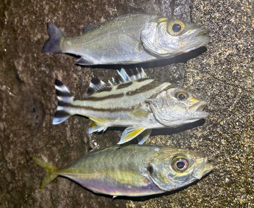 コトヒキの釣果