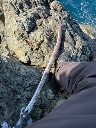 アオヤガラの釣果