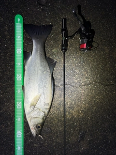 フッコ（ヒラスズキ）の釣果