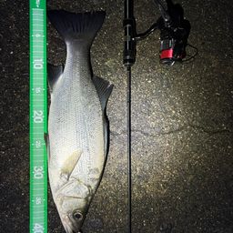 フッコ（ヒラスズキ）