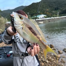 ヒトスジタマガシラ