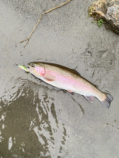 ニジマスの釣果