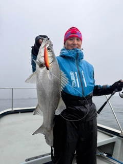 ヒラスズキの釣果