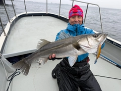 ヒラスズキの釣果