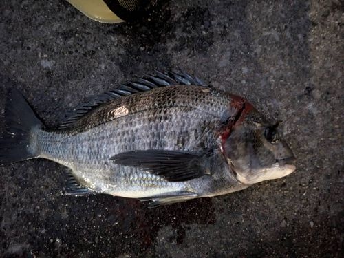 東京湾（アクアライン〜富津）