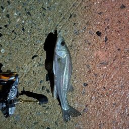 セイゴ（タイリクスズキ）