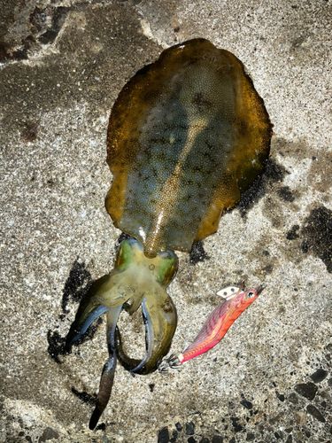 アオリイカの釣果
