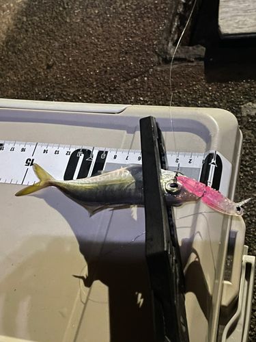 熊野川（新宮川）河口