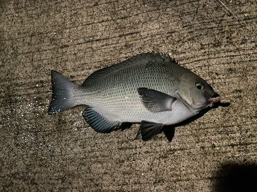 金沢水際線緑地（福浦岸壁）