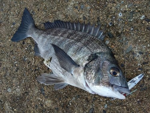 チヌの釣果