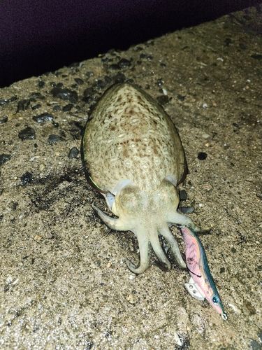 コウイカの釣果