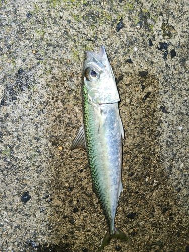 サバの釣果
