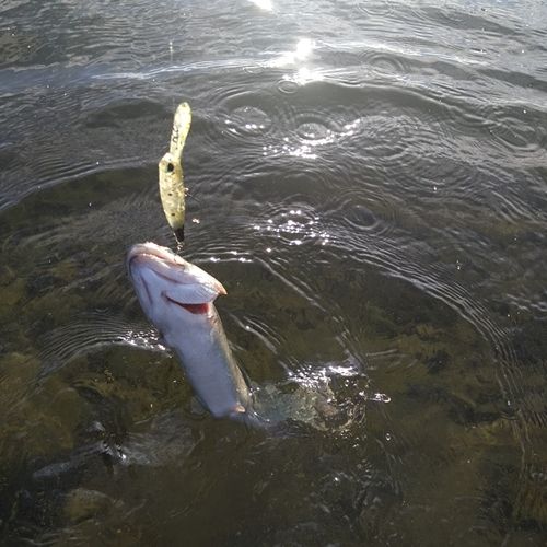 ニジマスの釣果