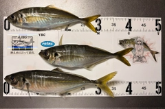 マアジの釣果