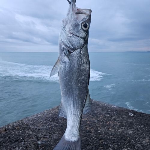 ヒラスズキの釣果