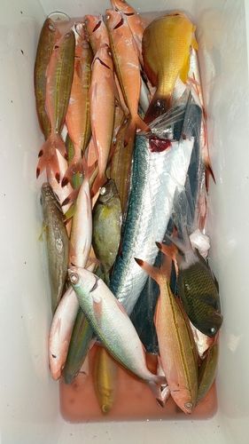 グルクンの釣果