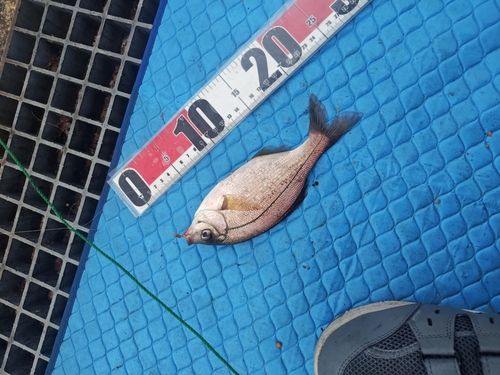ウミタナゴの釣果