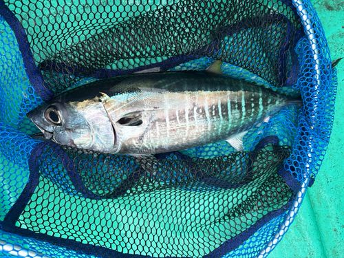 メジマグロの釣果