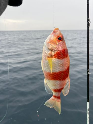 タマガシラの釣果