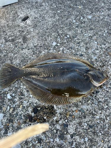 マコガレイの釣果