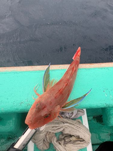 ホウボウの釣果