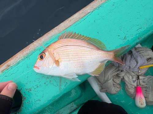 レンコダイの釣果