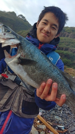 セイゴ（ヒラスズキ）の釣果