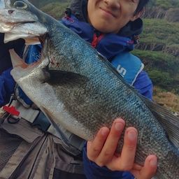 セイゴ（ヒラスズキ）