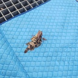 タケノコメバル