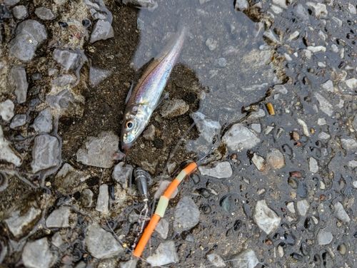 シロギスの釣果