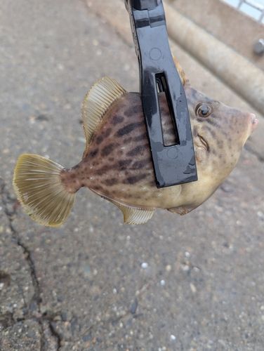 カワハギの釣果