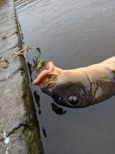 コイの釣果
