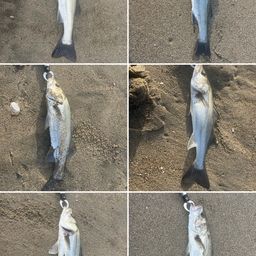 セイゴ（マルスズキ）