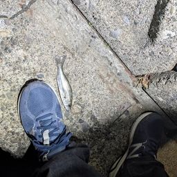 セイゴ（マルスズキ）